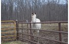 Property photo 12 - REAL ESTATE & FARM EQUIPMENT AUCTION IN ALLEN COUNTY, INDIANA